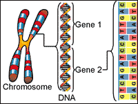 Biotechnology Basics- What is DNA? The Process of DNA Extraction.